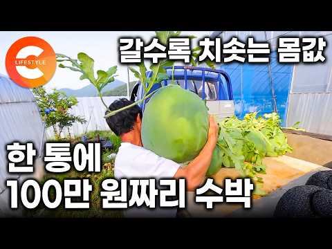 “한 통에 100만 원 넘게 팔립니다” 무게 38kg, 갈수록 키우기 힘들어 몸값 치솟는 줄무늬 없는 초대형 수박ㅣ#한국기행 