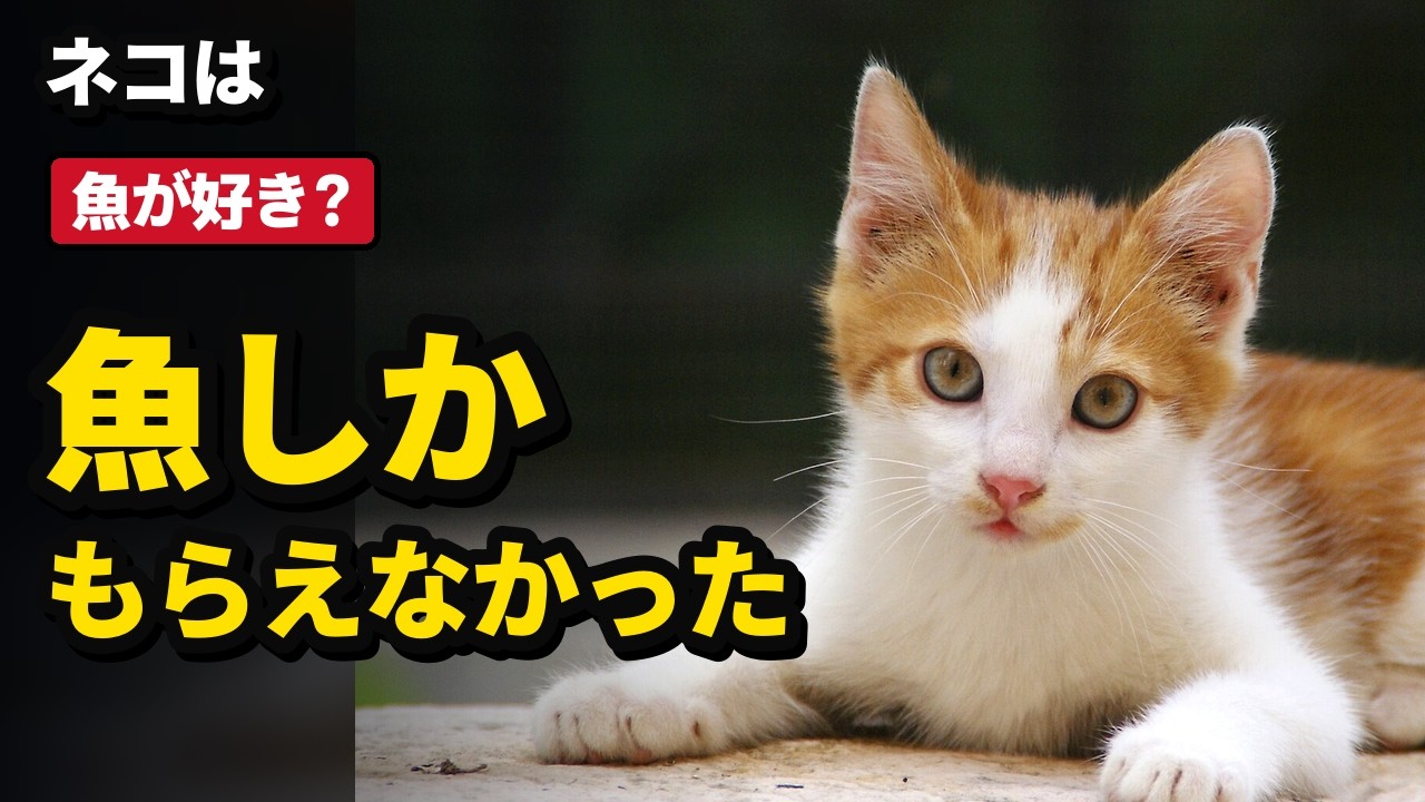 Cats | The 