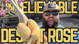 CRAZY CAUDEX on this HUGE Desert Rose! | UNBELIEVABLE Adenium FIND!