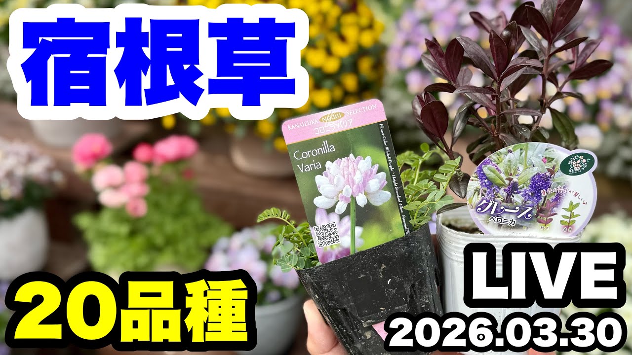 ◇I'll be introducing more perennial plants🪴 - YouTube
