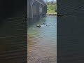 Ducks in love adventure outdoors nature shorts duck birdwatching funny