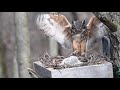Great Horned Owl Nest Cam 1