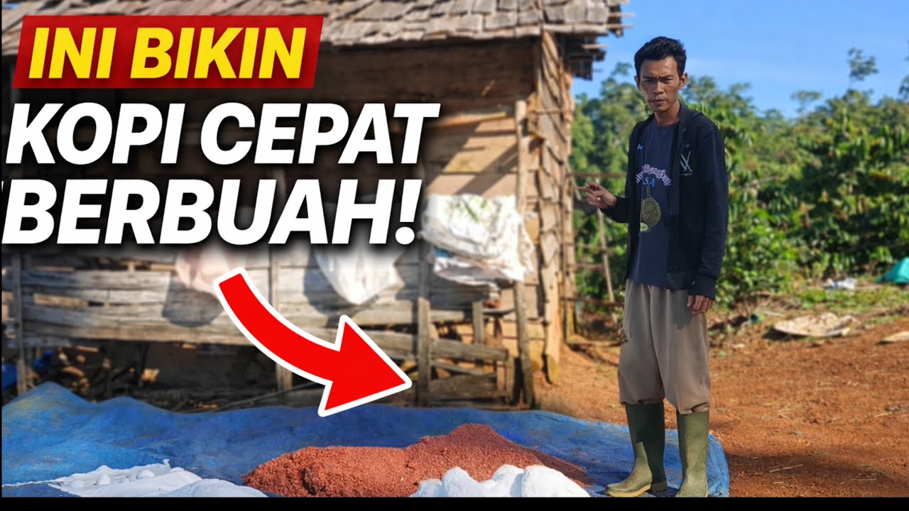 Rahasia Pupuk Kopi Agar Cepat Berbuah Lebat & Subur”