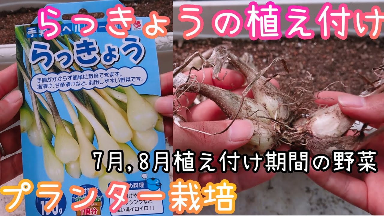 らっきょう 植え付け方法 プランター栽培 8月9月向け 家庭菜園 21年 Youtube
