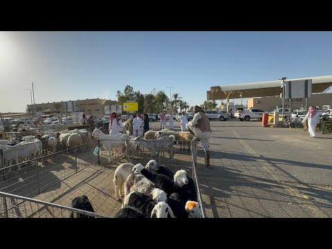 غطيت سوق بريده للأغنام وأسعار الحلال كيف