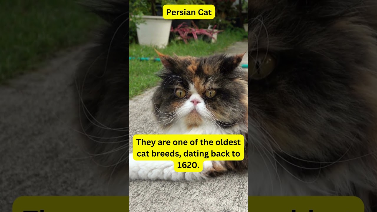 Daily Animal Tidbits:  Persian Cat’s