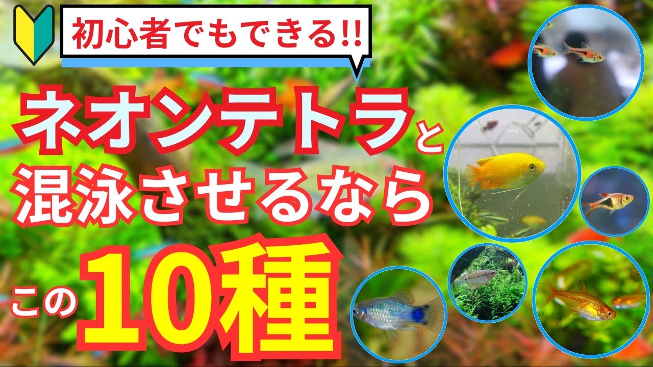 【混泳の極意】ネオンテトラがさらに美しく見える！混泳におすすめの熱帯魚を解説します