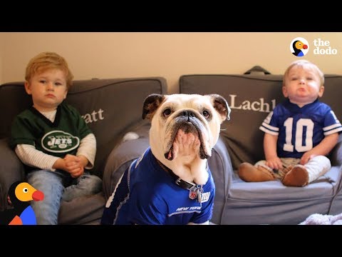 bulldog-is-so-protective-of-his-baby-brothers-|-the-dodo