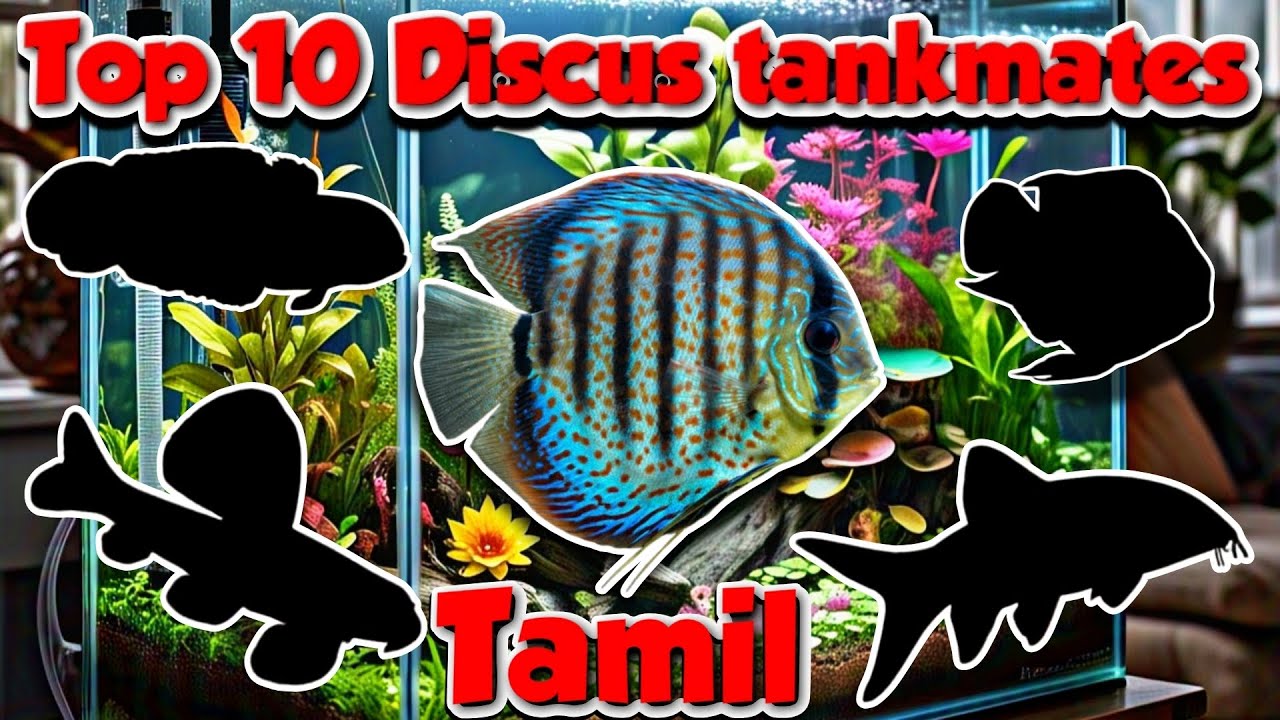 TOP 10 Discus Tankmates | Aquarium fish | Tamil