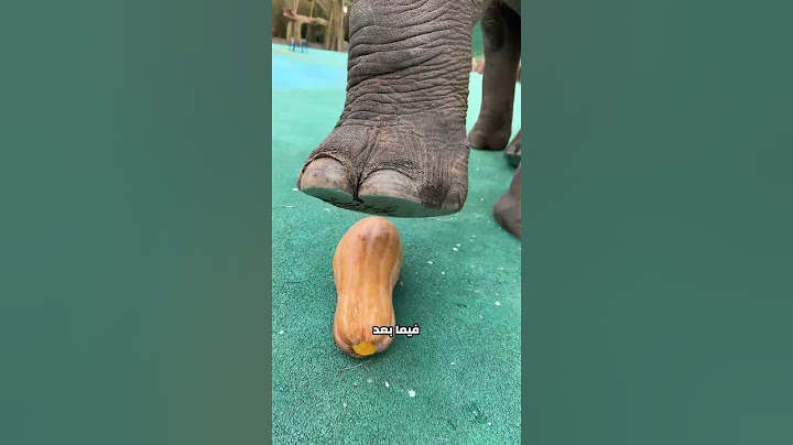 قوة الفيل وثقة المدرب في تدريبه 🐘!