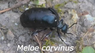 【外国産タマムシ標本】アカヘリミドリタマムシ/スリランカ産/17.4mm 外国産タマムシ標本】アカヘリミドリタマムシ/スリランカ産/17.4mm