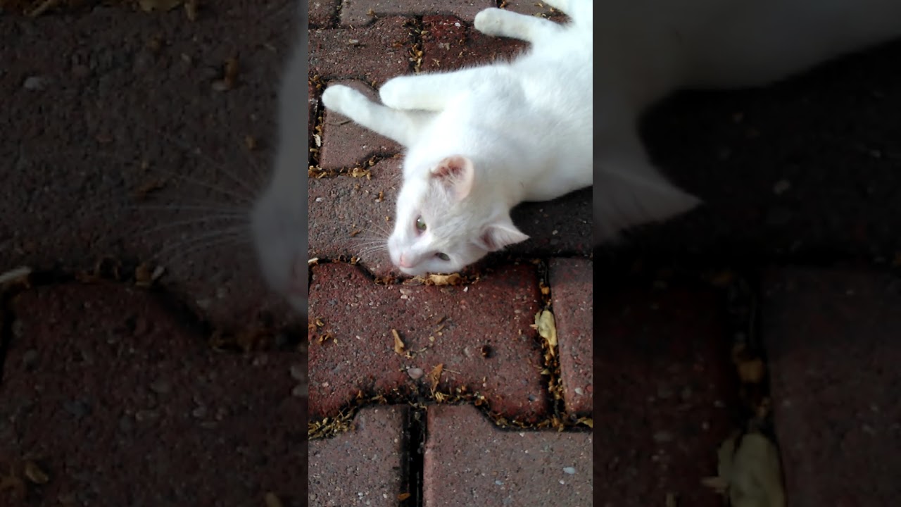 SOKAK KEDİLERİ YouTube