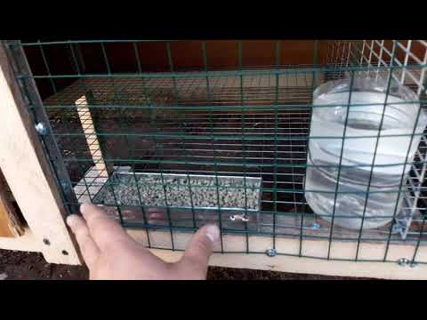 დავამᲗავრეᲗ გალიის გაკეᲗება