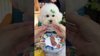 plz Subscribe ❤😻🐾Cute kitten #cat #lovecats #cats #catvideos #kittens #catlover #princesscat #kitten
