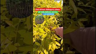 Buy Red African Mahogany Plants | Call 9394941949 #viral #shorts #ytshorts #yt #indianfarmers #reels