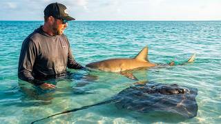 Feeding WILD Stingrays in the Bahamas... Then Sharks Arrived!