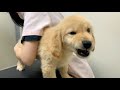 【散歩デビュー前の試練】ゴールデンレトリバー子犬、２回目のワクチンへ