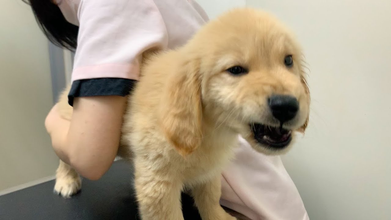 【散歩デビュー前の試練】ゴールデンレトリバー子犬、2回目のワクチンへ YouTube