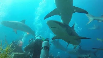 Real Sharks Baby Shark Song HD Real Sharks for Kids