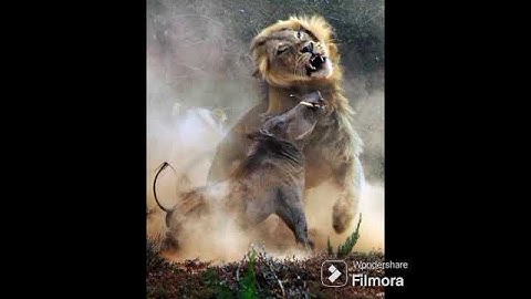 WARTHOG CHASED LION@dr.s.ksinghchanneljaishree1255