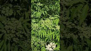 Elderberry Anomaly