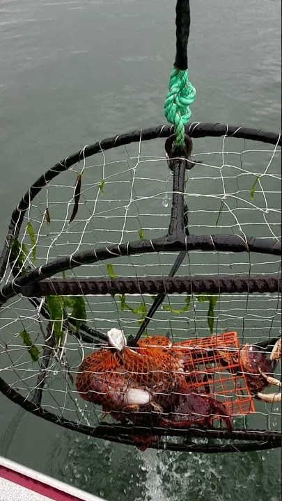 A Heavy Crab Trap! 