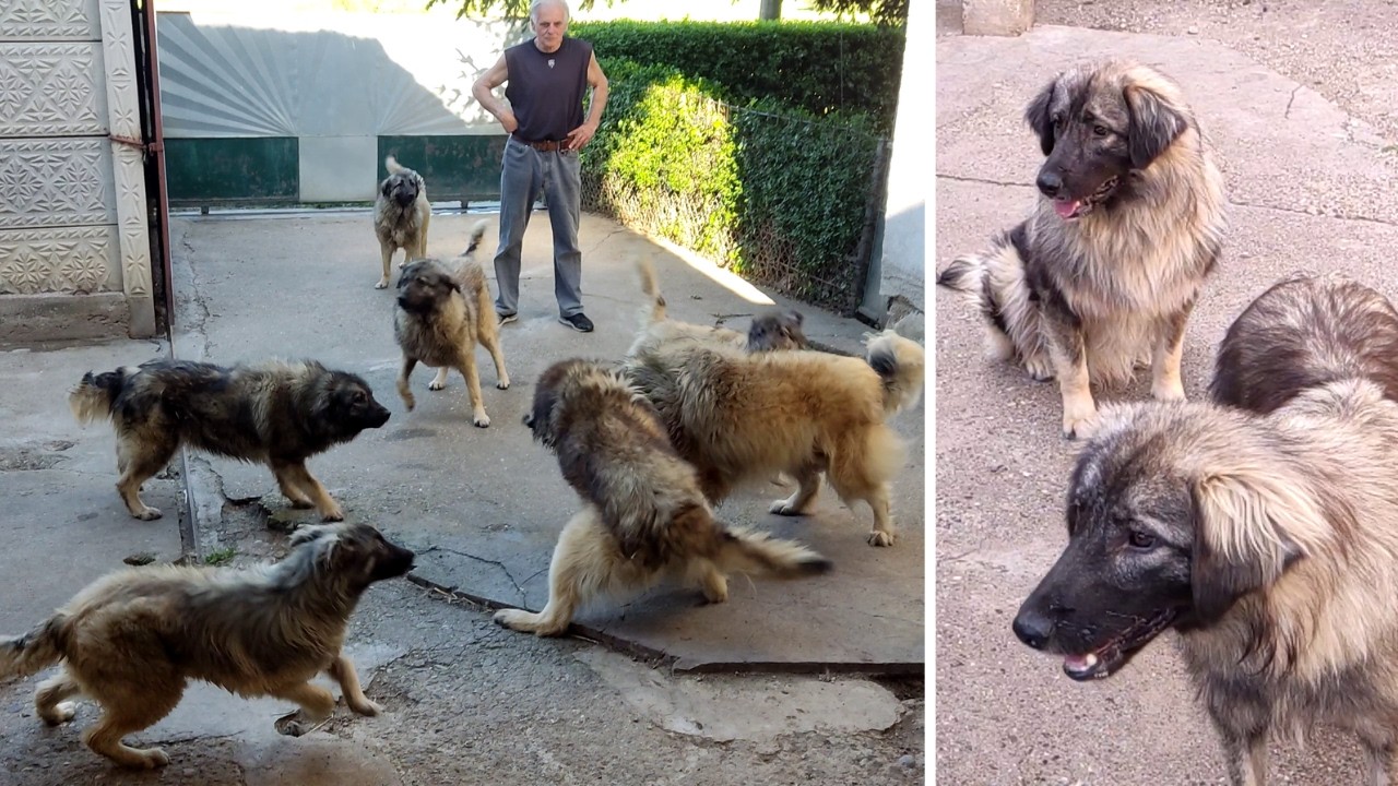 10 Dogs That Might Change Your Mind About Sarplaninacs (Spring & Autumn)