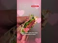Piadini Italian Streats | Behind The Apron