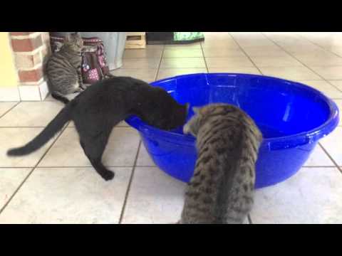 Kittens playing in pool