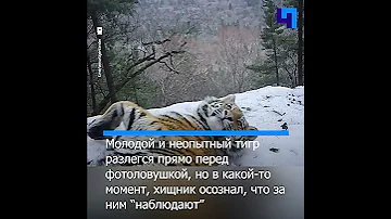 Молодой амурский тигр внезапно осознал, что за ним “наблюдает” фотоловушка