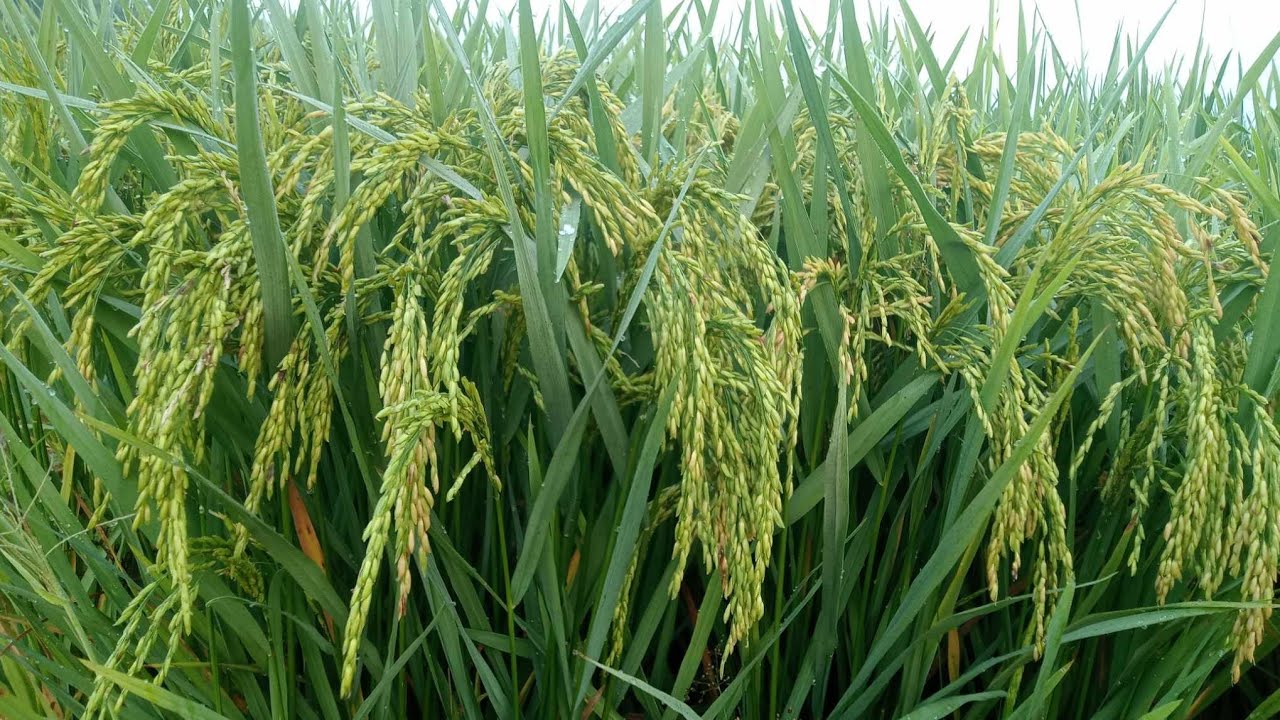 สูตรปุ๋ยข้าวต้นใหญ่ นาหว่านแห้งและหว่านเลน