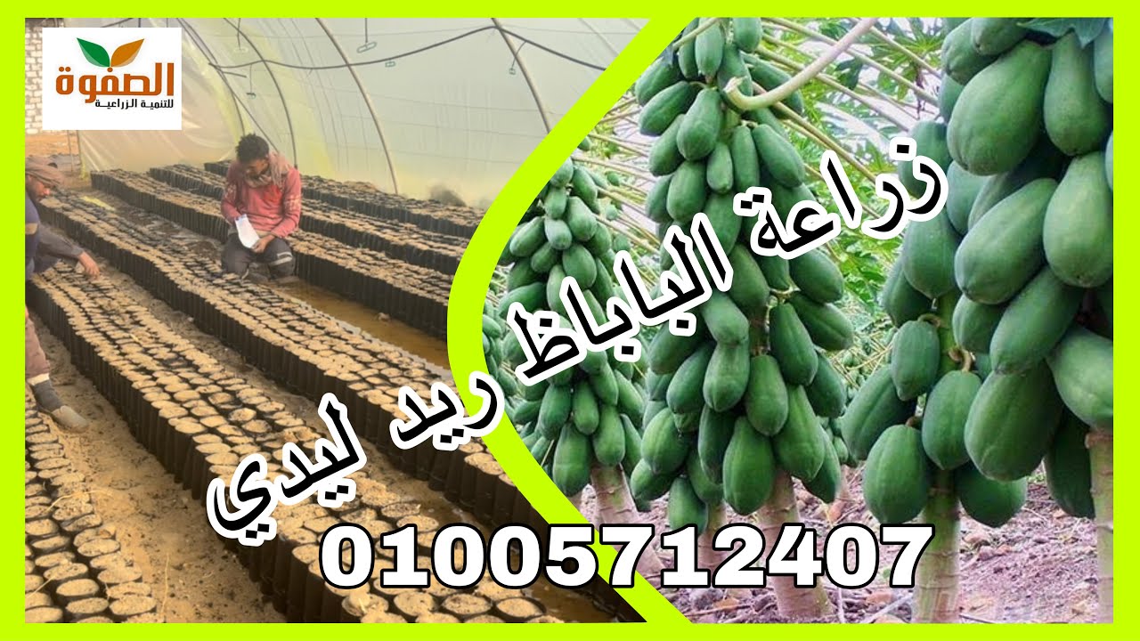 تساؤلات والإجابة عنها حول زراعة باباظ ريد ليدي