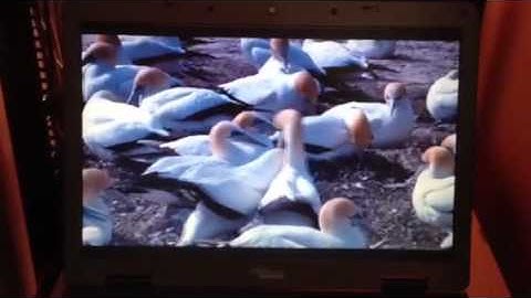 View 5.1 PCOIP Performance