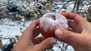 Black Oxford Apple on G.890 - Cummins Nursery - Fruit Trees