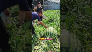 This farmer grows giant watermelons using a surprising technique #food #eating