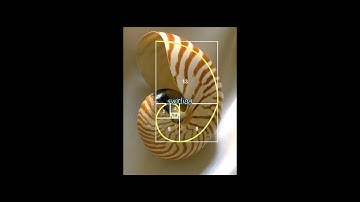 Fibonacci Unveiled Secrets of Nature’s Perfect Pattern!