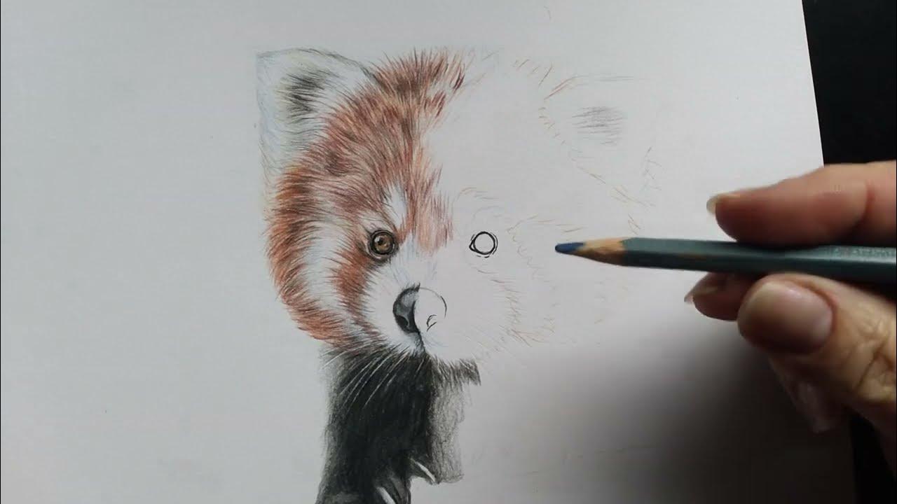 Como desenhar Panda realista: pelagem 