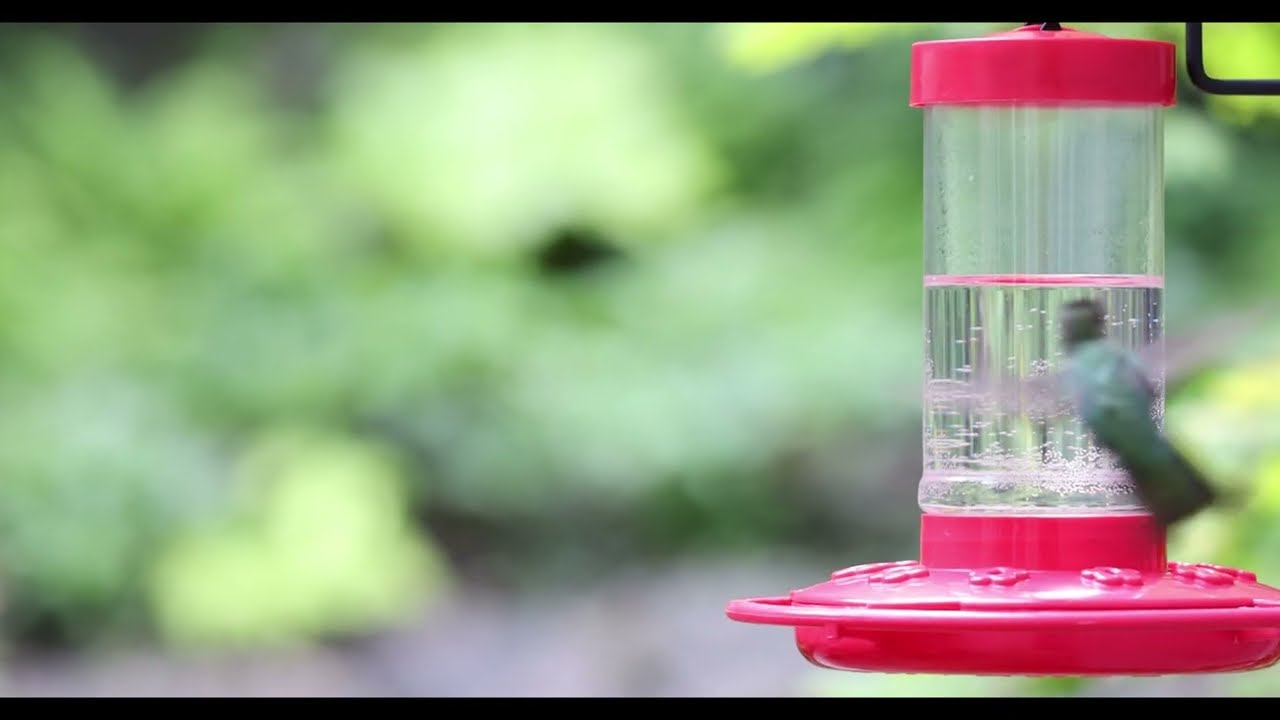 Male Annas hummingbirds and female Rufous hummingbird - slow motion
