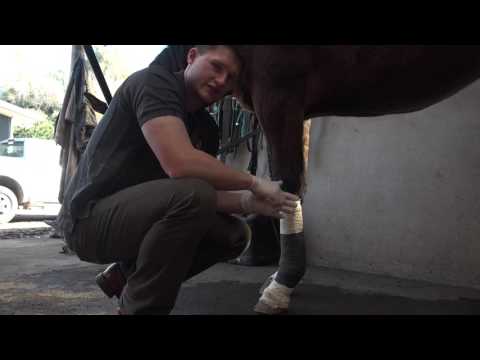 Como tratar isso com Manuka Vet - Metacarpos Dermatite (Mud febre)
