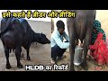 24 Kg milk-Super Murrha full milk Recoding video at A farmer home,, Jhajjar(Haryana)