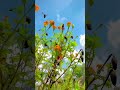 🙌🏻 wait for end🌾￼#shorts #new #roots #song #viralvideos #farming #trending #tiktok #shortsviral