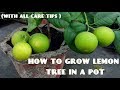 How to Grow Lemon Tree (With all Care Tips)