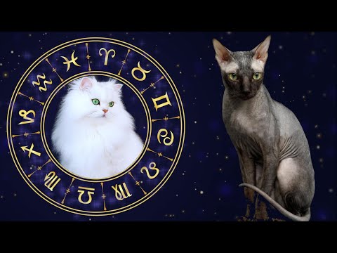 Video: Which Signs Of The Zodiac Are Suitable For Cats