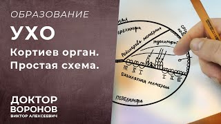 Кортиев орган. Простая шпаргалка. Внутреннее ухо.