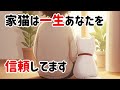 家猫になって見せる飼い主への信頼行動【保護猫ハクの気持ち雑学】