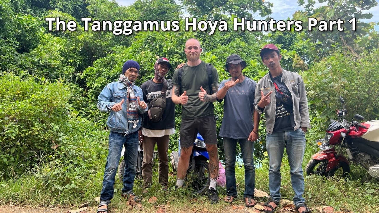 The Tanggamus Hoya Hunters Part 1 YouTube