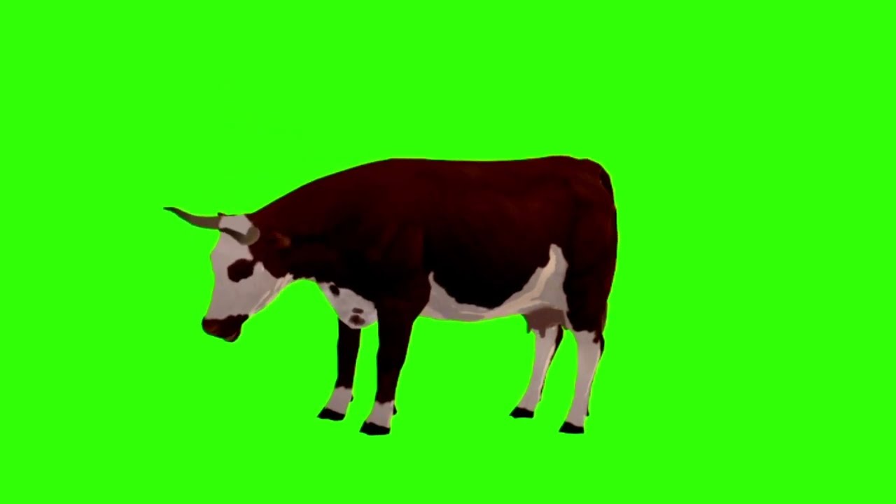 cow video|cow green screen video no copy right|cute cow|gay video|गाय माता