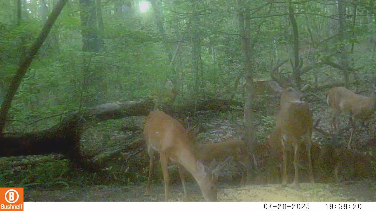 There’s bachelor groups, then there’s whatever the hell this is 😂 