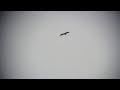 Booted Eagle (Aquila pennata), Skanörs ljung, 2013-09-04