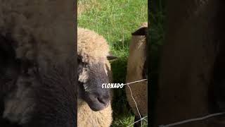 🐑 Un animal fue clonado hace más de 25 años 🧬 #CienciaHistórica #Clonación #OvejaDolly #sabiasque